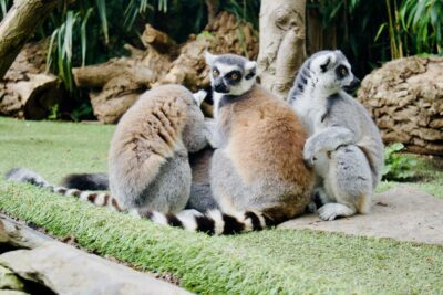 Avifauna 2024