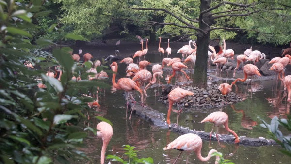 Avifauna 2024