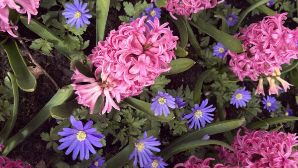 Keukenhof 2026